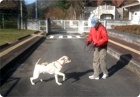 how long is the waiting list for a guide dog