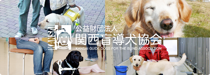 training guide dogs for the blind