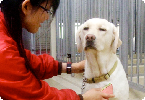 盲導犬の誕生から引退まで 公益財団法人 関西盲導犬協会