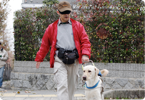 盲導犬の誕生から引退まで 公益財団法人 関西盲導犬協会