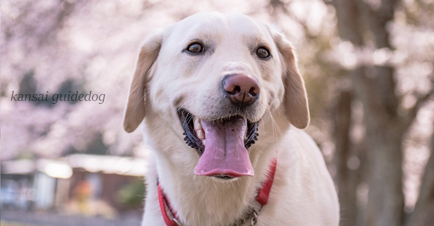 公益財団法人 関西盲導犬協会 カンサイの盲導犬は 関西盲導犬協会がサポートします