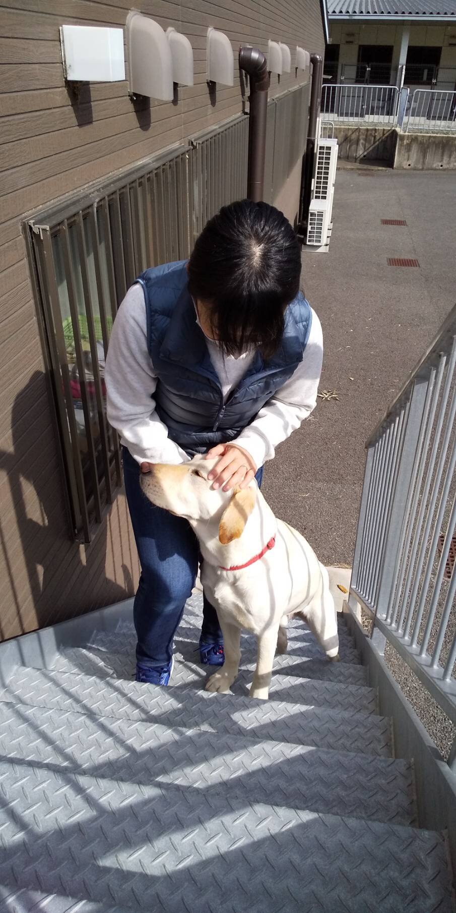 https://kansai-guidedog.jp/harness/IMG_3865.JPG