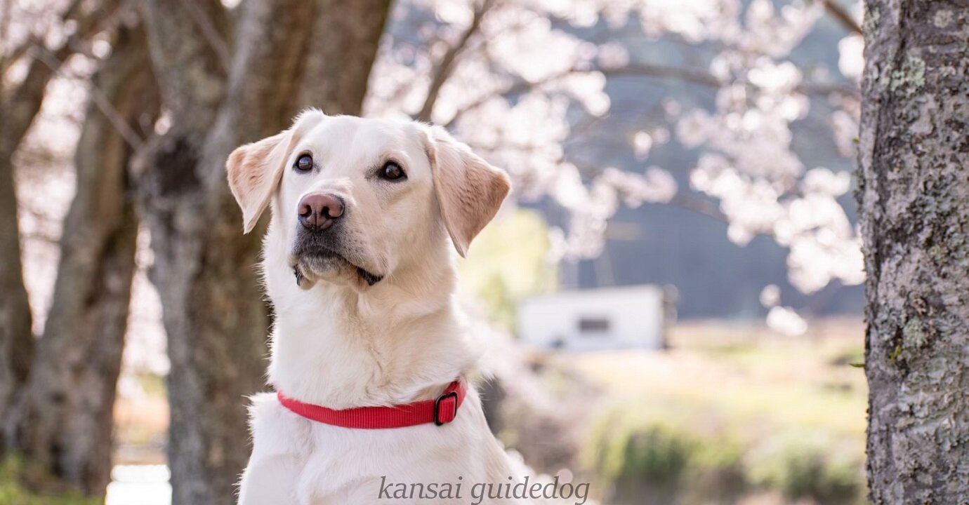 公益財団法人 関西盲導犬協会 カンサイの盲導犬は 関西盲導犬協会がサポートします