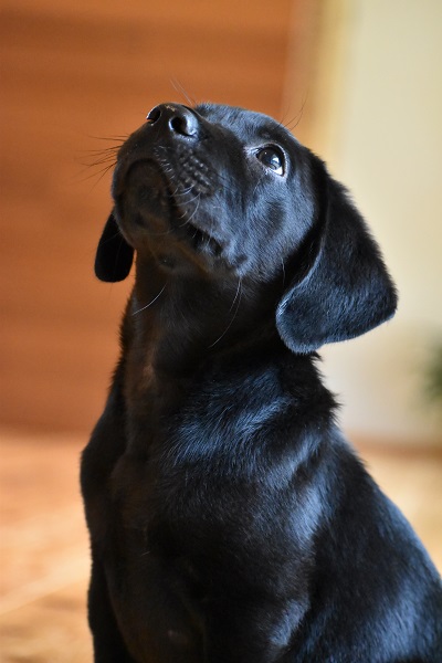 協会日記６４６ 子犬の写真 公益財団法人 関西盲導犬協会