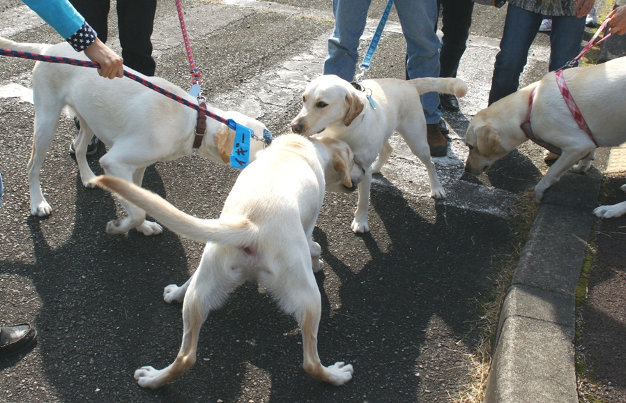 /support/volunteer/blog/item/DSC04992.JPG