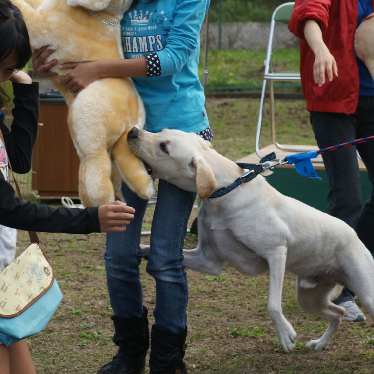 /support/volunteer/blog/item/DSC05071.JPG