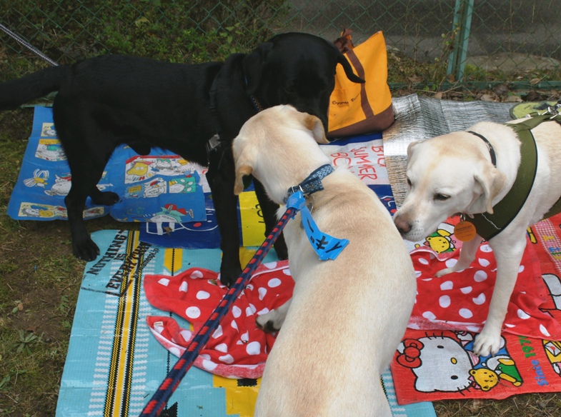 /support/volunteer/blog/item/DSC05226.JPG