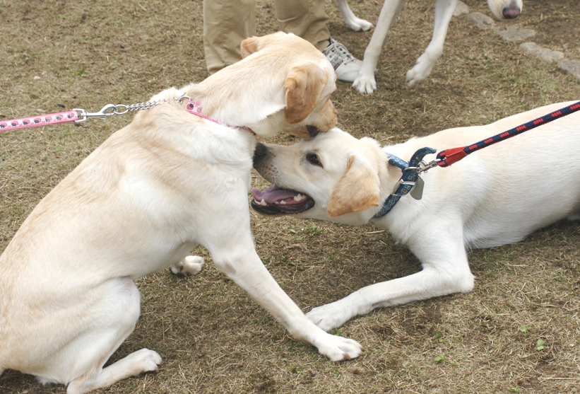 /support/volunteer/blog/item/DSC05432.JPG