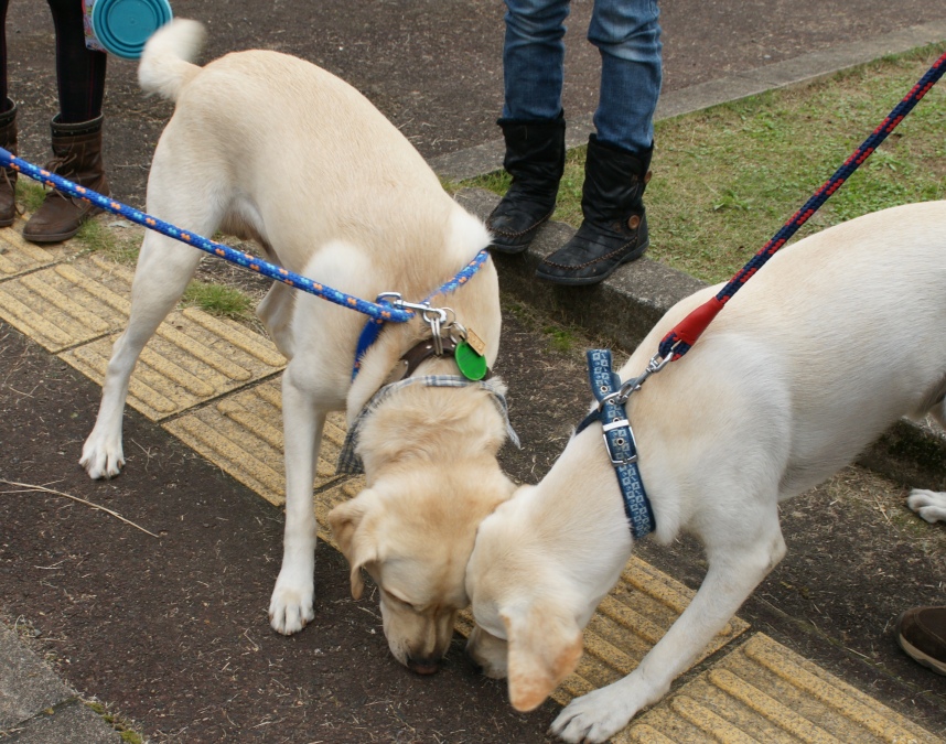 /support/volunteer/blog/item/DSC05477.JPG