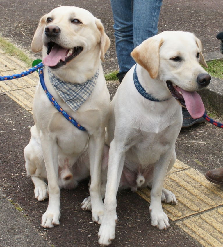 /support/volunteer/blog/item/DSC05492.jpg
