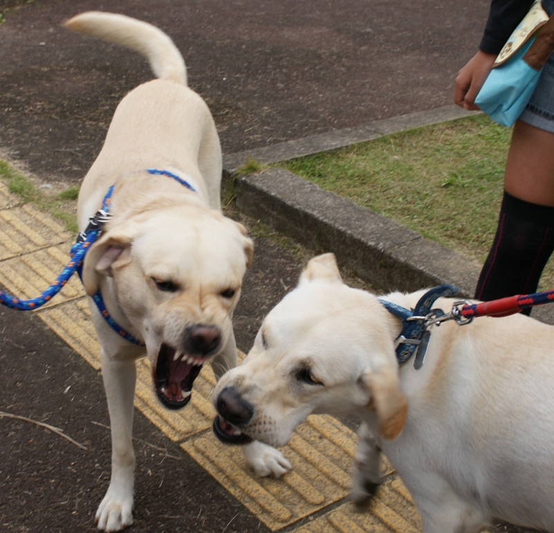 /support/volunteer/blog/item/DSC05502.jpg