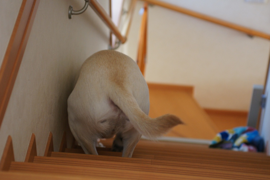 /support/volunteer/blog/item/DSC05520.JPG