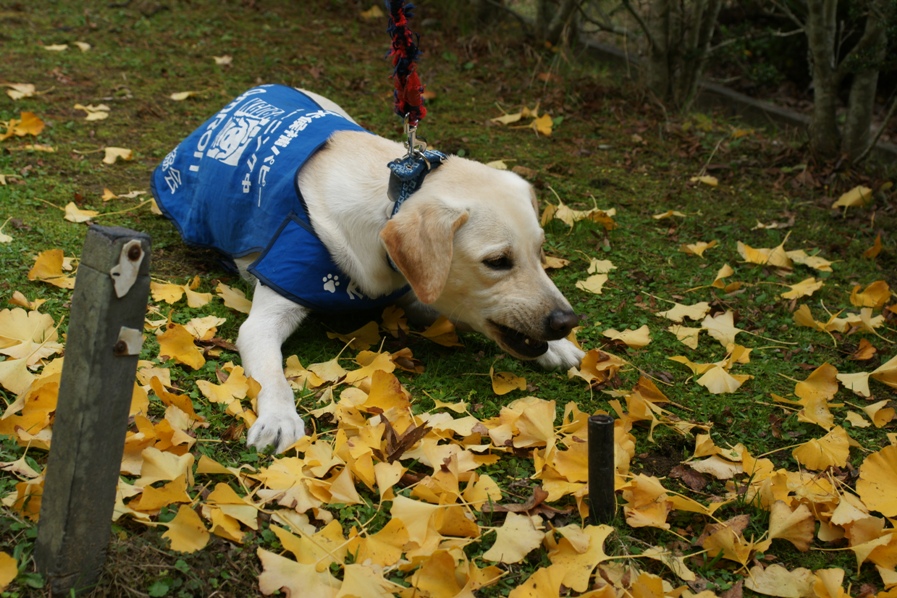 /support/volunteer/blog/item/DSC05557.JPG