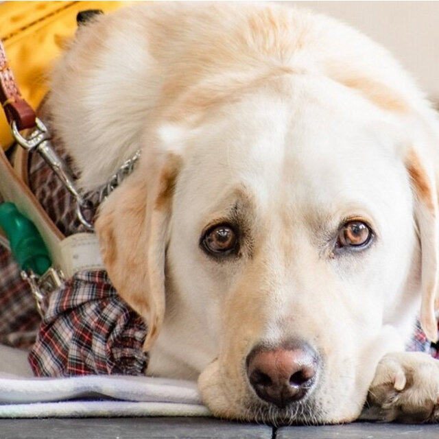 公益財団法人 関西盲導犬協会 「カンサイの盲導犬は、関西盲導犬協会がサポートします」
